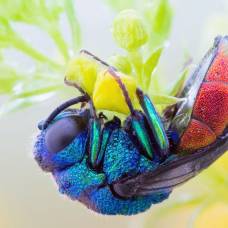 Фотографии насекомых и членистоногих крупным планом