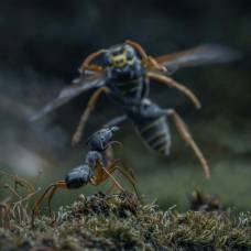 Как муравьи атакуют гнездо ос