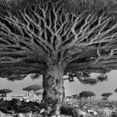 Старейшие деревья планеты