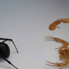 Смертельная битва: скорпион против черной вдовы