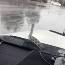 Змея выползла из-под капота во время движения автомобиля