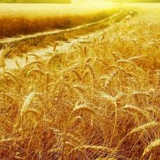Расшифрован геном пшеницы, что когда-то считалось невозможным