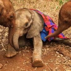 История о слонятах, которых отрывают от матерей и подвергают пыткам ради туристов