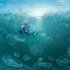 Залив, населенный медузами