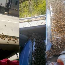Как проехать 65 км с тысячами пчел в машине