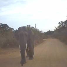 Проголодавшийся слон разбил автомобиль с туристами на шри-ланке
