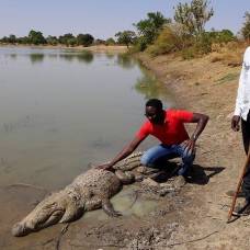 Священные крокодилы базуле (буркина-фасо)