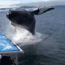 Горбатый кит едва не перевернул лодку с туристами на аляске