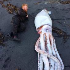 Дайверы обнаружили на пляже гигантского кальмара