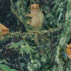Палеонтологи представили миру три новых вида ископаемых приматов
