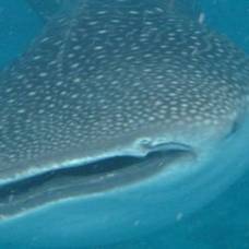Дайвера едва не засосало в пасть крупнейшей в мире акулы
