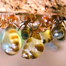 Для хранения пищи некоторые виды муравьев используют живые кладовые