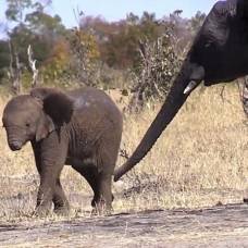 Слоненок без хобота попал на видео