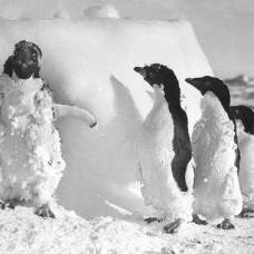 Зоологи обнаружили в антарктиде сотни мумий пингвинов