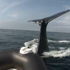 Горбатый кит чудом не перевернул лодку с людьми у побережья канады