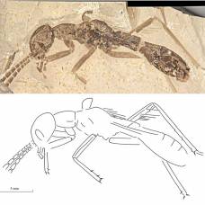 Палеонтологи открыли древнего "тараканомуравья"