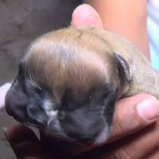 Двуликий щенок с четырьмя глазами родился в перу