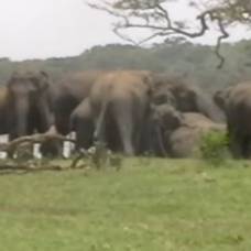 Сотни слонов пришли почтить память погибшего вожака