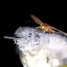 Редкое видео: бабочка пьет птичьи слезы