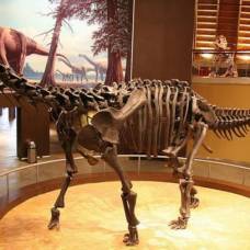 В юар нашли останки одного из самых крупных динозавров юрского периода