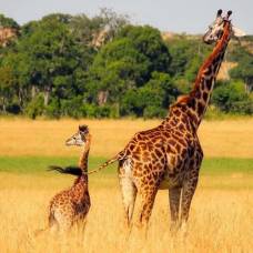 Пятна жирафов передаются по наследству и влияют на выживание