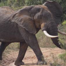 Слон разбил машину с туристами во время сафари в юар