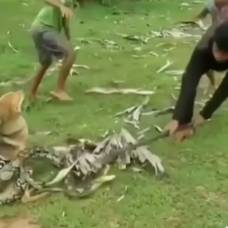 Подростки голыми руками вырвали пса из смертельных объятий змеи