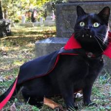 Черный кот с вампирскими клыками стал звездой сети