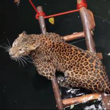 Спасение упавшего в колодец леопарда