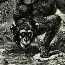 Дружелюбие увеличило продолжительность жизни самцов шимпанзе