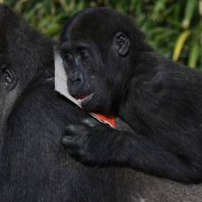 Забота о детёнышах влияет на репродуктивный успех самцов горилл