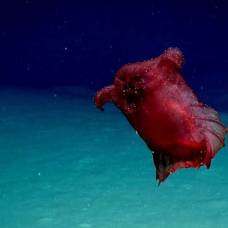 На дне океана нашли "куриного монстра" без головы