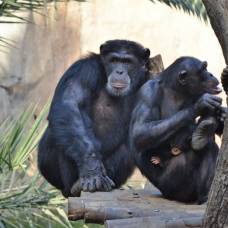 Шимпанзе различают незнакомцев и членов семьи по запаху