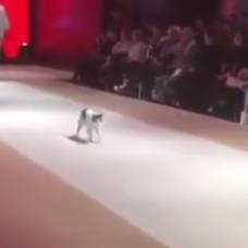 Бездомная кошка научила моделей ходить по подиуму во время показа