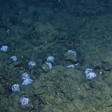 Ученые засняли логово тысячи осьминогов