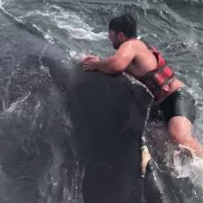 Рыболов бросился на спину запутавшегося кита и освободил его
