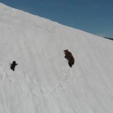 Видео с карабкающимся по склону медвежонком разозлило пользователей сети