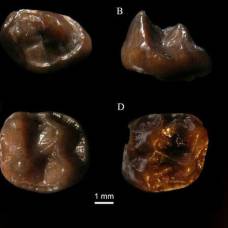 Палеонтологи описали останки самой маленькой человекообразной обезьяны в истории