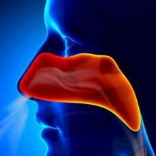 Ученые раскрыли секрет того, как нос защищает организм от бактерий вдыхаемого воздуха