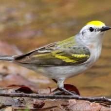 Орнитологи обнаружили в дикой природе птицу — гибрид трех видов