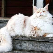 Лотос - огромный кот из швеции, ставший звездой в instagram