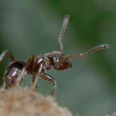 Ученые проследили историю симбиоза муравьев и растений
