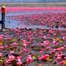 Озеро красных лотосов в таиланде