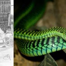 Как врач задокументировал последние часы жизни после укуса змеи