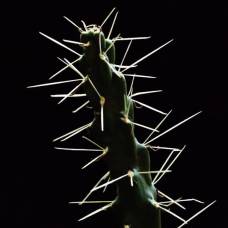 Биологи объяснили невероятную прочность шипов кактуса их структурой