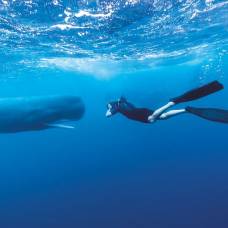 Без права на вздох: фридайвер фотографирует китов