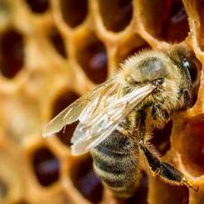 Ученые выяснили, почему центробежная сила не влияет на траекторию полета пчел