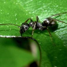 У муравьев обнаружена практика карантина инфекционных больных