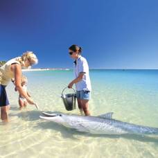 Дельфины на пляже манки-миа в австралии