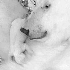 Как выглядит новорожденный белый медвежонок